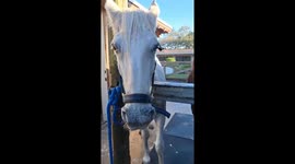 Silly Horses Competing for Attention