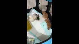 Poppy the Bird Playing with Kittens