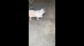 Baby Opossum Hitching a Ride