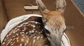 Officers Rescue Newborn Fawn After Crash in Michigan
