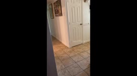 Cat Wants to Go on a Walk