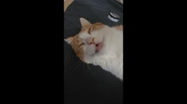 Cat in a Deep Sleep