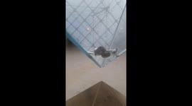 A Rat Inside the Louvre Pyramid in Paris