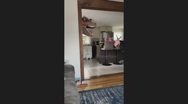 Dinosaur Costume Scares Three-Year-Old