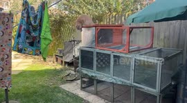 Bunny Chases Off Cat