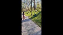 Peacock walking