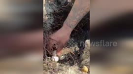Reptile catcher finds 98 iguana eggs in family's garden in Florida