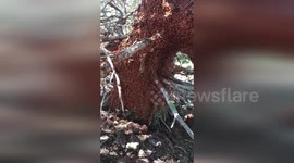 Ladybirds cover trees at Capulin Volcano in New Mexico
