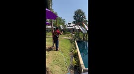 Piglets walk single-file to slide into swimming pool
