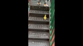 Duckling jumps up playground steps to follow girl down slide
