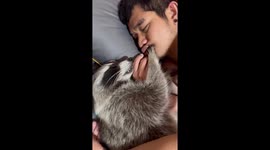 Curious raccoon plays with owner's mouth while sleeping in Sattahip, Thailand
