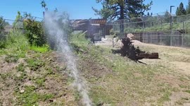 Bear’s funny interaction with sprinkler in California, USA