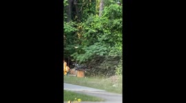 Hummingbird enjoys sprinkler shower in Valdosta, Georgia, USA