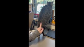 Tailless cat wags with excitement while watching birds in Knoxville, Tennessee, USA
