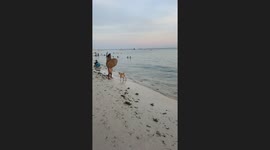 Dog shows impressive surfing skills in Bohol, Philippines