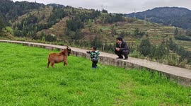Child laughs as playful goat hops in Guizhou, China