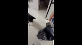 Dog adorably falls for food prank in Gyeonggi-do, South Korea