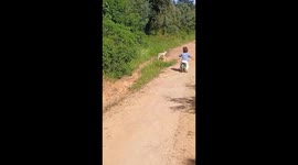 Girl flees on bicycle after startled by running goats in Madrid, Spain