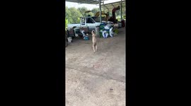 Two-legged dog walks upright for food in Khao Chamao, Thailand