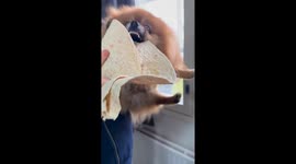 Dog hilariously snaps at flatbread in Helsinki, Finland