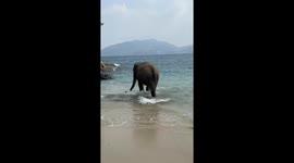 Elephant enjoys a swim in the sea in Phuket, Thailand
