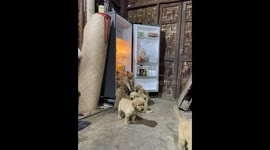 Puppies try to sleep inside refrigerator in Mandalay, Myanmar