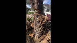 Water flows continuously from cracked tree in Arizona, USA