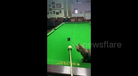 Kitten hiding in pool table pocket teams up with owner to pot balls