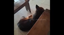 Clever dog waits for tea-dipped cookie in Sipahutar, North Sumatra, Indonesia
