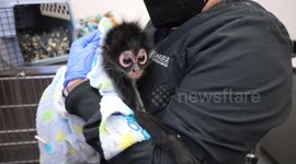 Endangered Spider Monkey Rescued in California, Cared for at Oakland Zoo