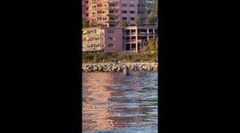 Whale Spotted Near Shore in Vancouver