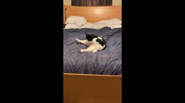 Many-Toed Cat Sits in a Funny Way