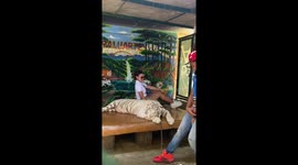 Tourist startled by sudden tiger movement at Baluarte Zoo in Vigan, Ilocos Sur, Philippines