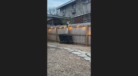 Carrot the Watch Dog