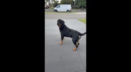 Dog Excited for the Beach