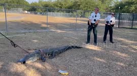 Deputies Help Relocate 9-Foot Alligator From Preschool Parking Lot