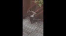 Mother Opossum Carries Ten Babies on Her Back