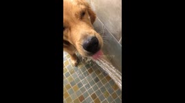 Difference Between My Golden Retriever and German Shepherd