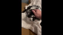 I’ve Never Heard a Purr Like This