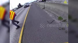 US: Mother Duck And Ducklings Rescued From Busy Interstate By Washington Patrol
