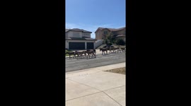Parade of Donkeys Walk Through Neighborhood