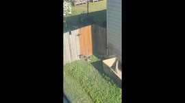 Boonedini, Eating His Way to Freedom