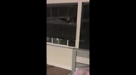 Cat Climbs Window