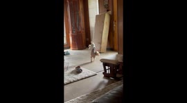 Diapered Dog Walks on Front Paws
