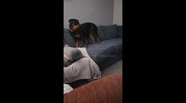 Dog Tries to Break Up TV Bear Fight