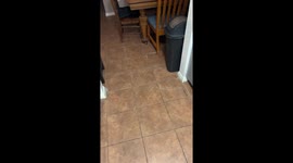 Cat Loves Ice Cubes