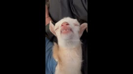 Donna May the orphaned baby goat melts hearts with sleepy smile after bottle feeding