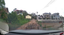 Dog clears road of ducks for car to pass in Hunan, China