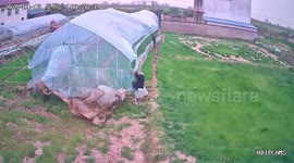 Greenhouse torn off by strong wind despite farmers’ efforts in Anhui, China