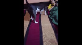 Dog steals pillow from owner to play in Delhi, India